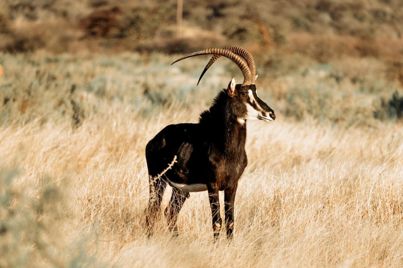 Gabus Safari Lodge Otavi Luaran gambar