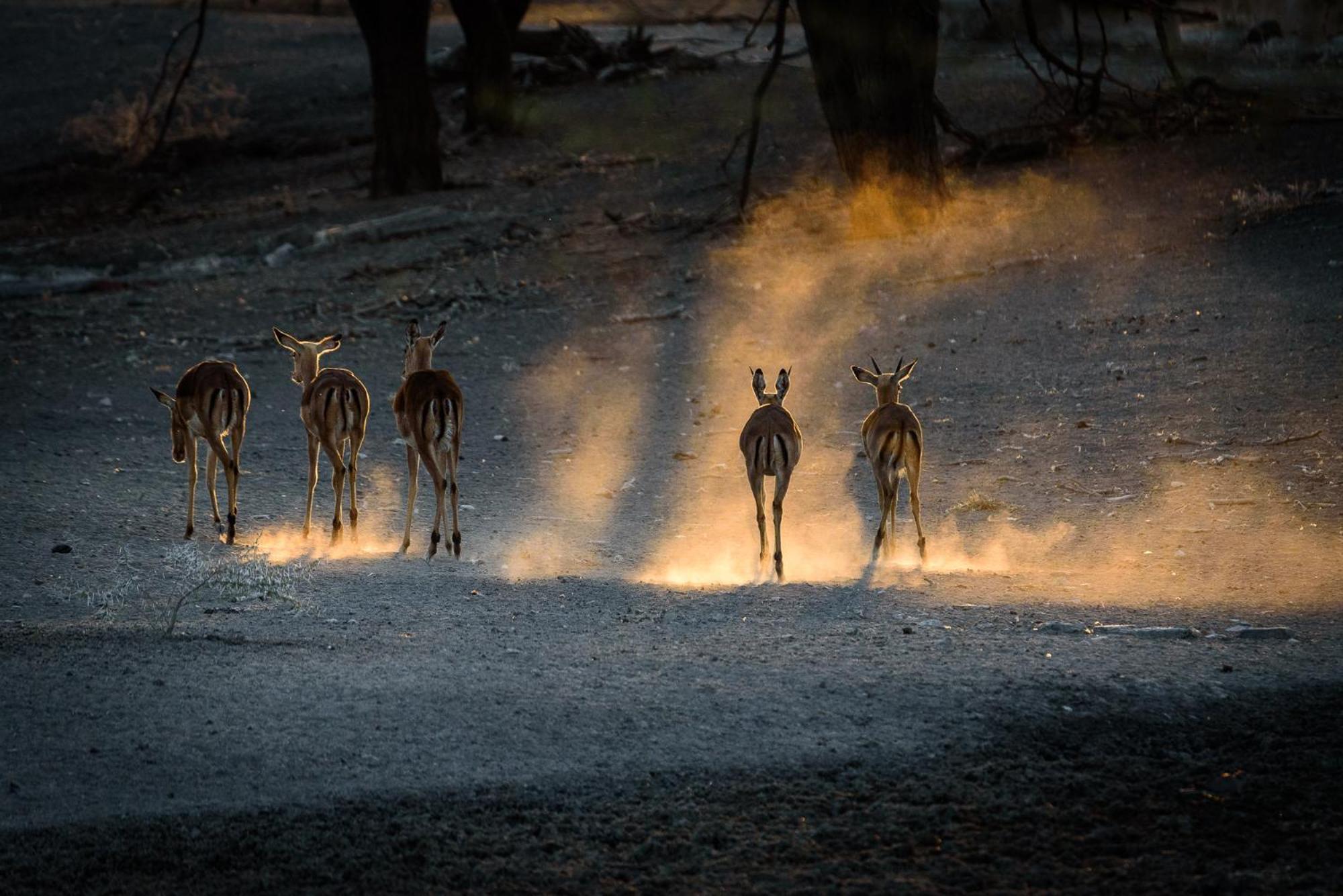 Gabus Safari Lodge Otavi Luaran gambar