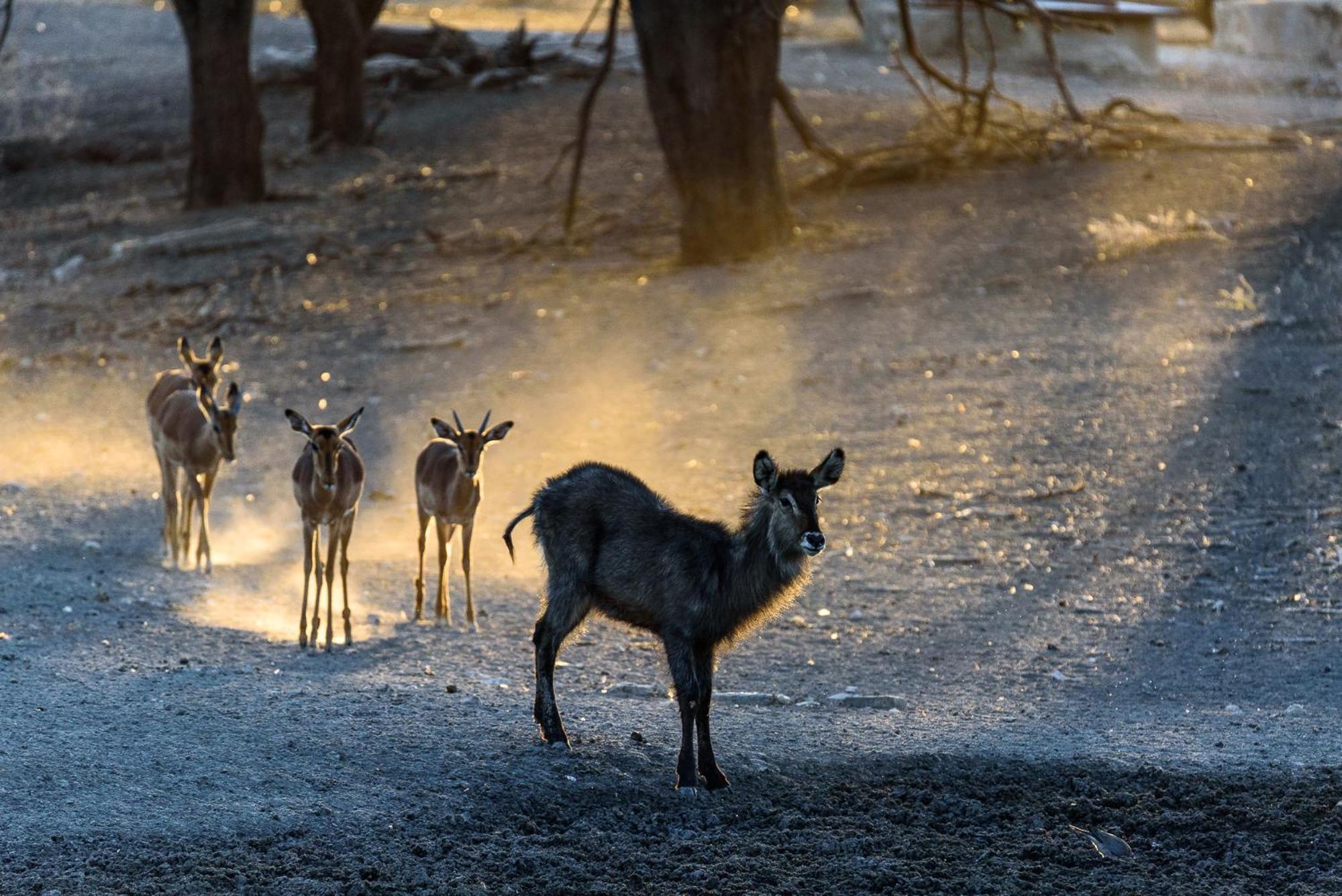 Gabus Safari Lodge Otavi Luaran gambar