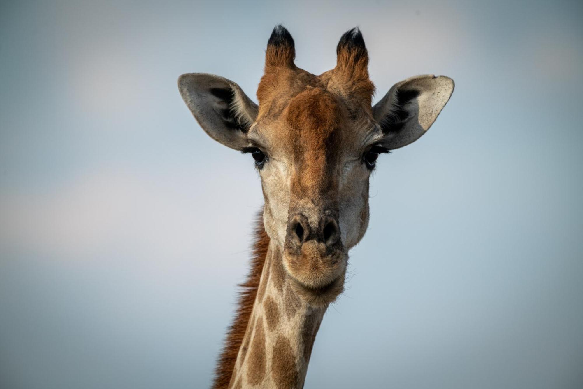 Gabus Safari Lodge Otavi Luaran gambar