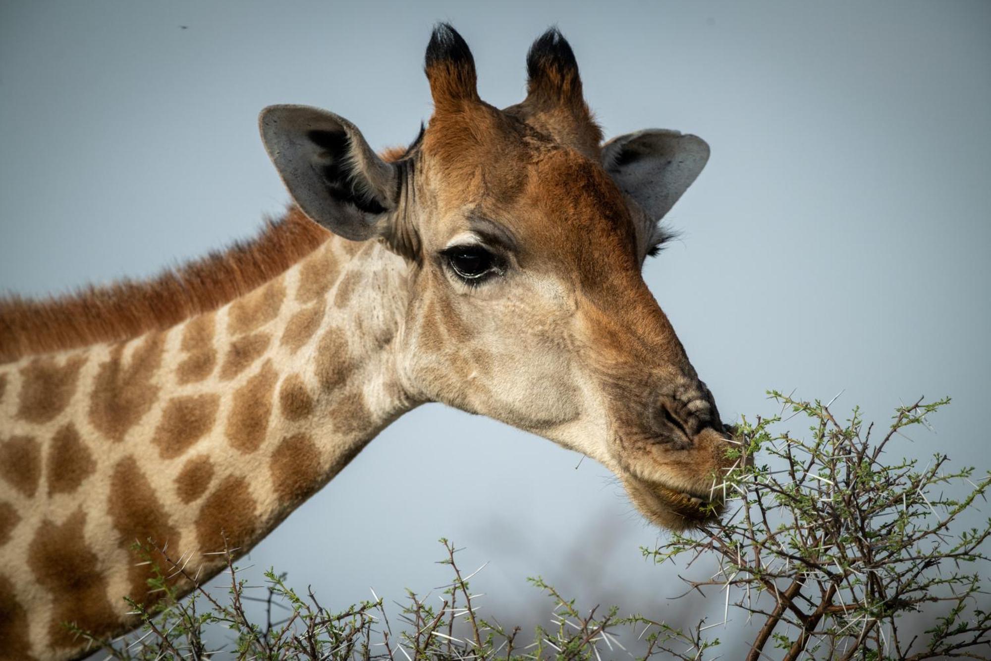 Gabus Safari Lodge Otavi Luaran gambar
